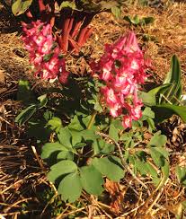 Attēlu rezultāti vaicājumam “Corydalis solida fruit”