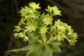 Attēlu rezultāti vaicājumam “Alchemilla subcrenata  flower”