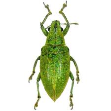 Attēlu rezultāti vaicājumam “Curculionidae”