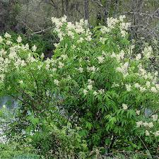 Attēlu rezultāti vaicājumam “Sambucus racemosa flower”