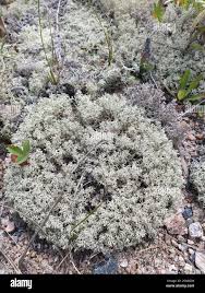 Attēlu rezultāti vaicājumam “Cladonia mitis”