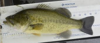 Image result for Micropterus salmoides