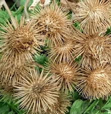 Attēlu rezultāti vaicājumam “Arctium lappa fruit”