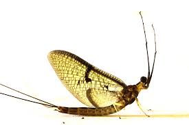 Attēlu rezultāti vaicājumam “Ephemera sp.”