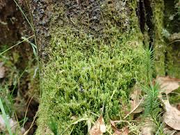 Attēlu rezultāti vaicājumam “Odontoschisma denudatum”