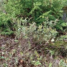 Attēlu rezultāti vaicājumam “Chamaedaphne calyculata”