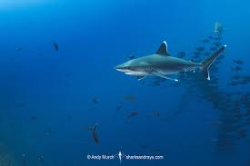 Image result for Carcharhinus albimarginatus