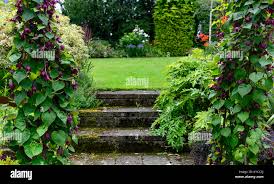 Image result for Rhodochiton atrosanguineum