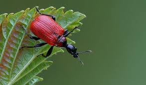 Attēlu rezultāti vaicājumam “Apoderus coryli”