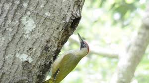 Attēlu rezultāti vaicājumam “Picus viridis nest”