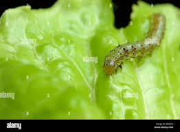 Attēlu rezultāti vaicājumam “Mamestra brassicae larva”