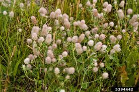 Attēlu rezultāti vaicājumam “Trifolium arvense”