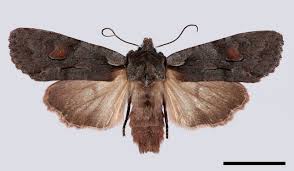 Attēlu rezultāti vaicājumam “Lithophane furcifera”