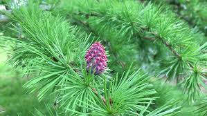 Attēlu rezultāti vaicājumam “Larix kaempferi female flower”
