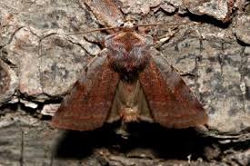 Attēlu rezultāti vaicājumam “Cerastis rubricosa”