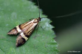 Attēlu rezultāti vaicājumam “Adelidae”