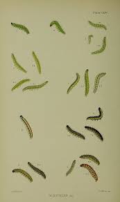 Attēlu rezultāti vaicājumam “Anania coronata”