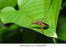 Attēlu rezultāti vaicājumam “Closterotomus biclavatus imago”