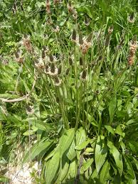 Attēlu rezultāti vaicājumam “Plantago lanceolata”