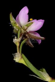 Attēlu rezultāti vaicājumam “Spergularia rubra flower”