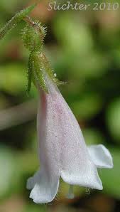 Attēlu rezultāti vaicājumam “Linnaea borealis flower”