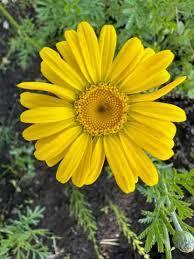Image result for Anthemis tinctoria