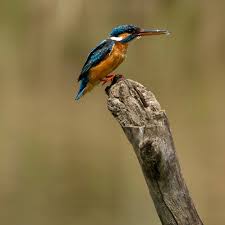 Attēlu rezultāti vaicājumam “Alcedo atthis”