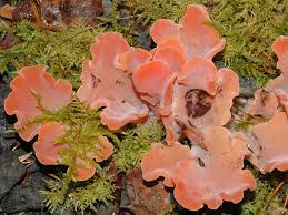 Attēlu rezultāti vaicājumam “Tremiscus helvelloides”