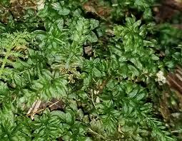 Attēlu rezultāti vaicājumam “Plagiomnium undulatum sporophyte”