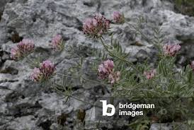 Attēlu rezultāti vaicājumam “Anthyllis vulneraria leaf”