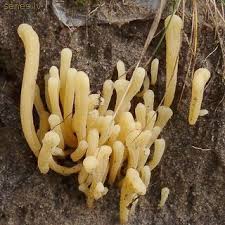 Attēlu rezultāti vaicājumam “Clavaria straminea”