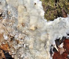 Attēlu rezultāti vaicājumam “Phlebiopsis gigantea”