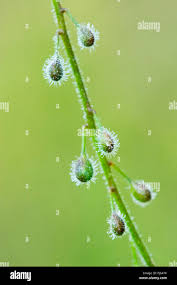 Attēlu rezultāti vaicājumam “Circaea lutetiana fruit”