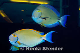 Image result for Acanthurus blochii
