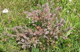 Attēlu rezultāti vaicājumam “Odontites vulgaris flower”