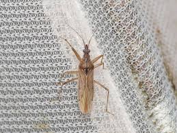 Attēlu rezultāti vaicājumam “Nabidae”