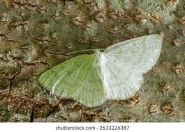 Attēlu rezultāti vaicājumam “Cabera exanthemata male”