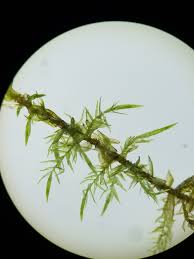 Attēlu rezultāti vaicājumam “Calliergon giganteum”