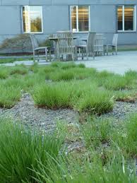 Attēlu rezultāti vaicājumam “Paraleucobryum longifolium sporophyte”