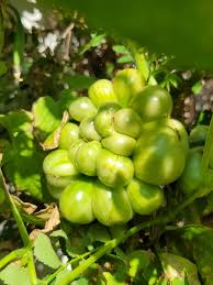 Afbeeldingsresultaat voor voyage tomato