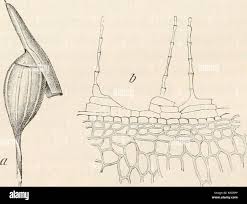 Attēlu rezultāti vaicājumam “Rhabdoweisia fugax”