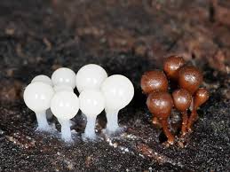 Attēlu rezultāti vaicājumam “Hemitrichia clavata macro”