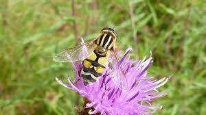 Attēlu rezultāti vaicājumam “Helophilus sp.”