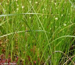 Attēlu rezultāti vaicājumam “Rhynchospora alba”