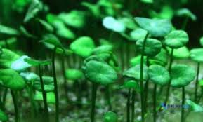 「香菇草」的圖片搜尋結果