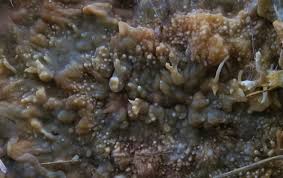 Attēlu rezultāti vaicājumam “Phlebiopsis gigantea”