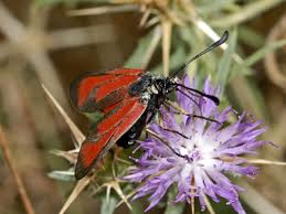 Attēlu rezultāti vaicājumam “Zygaenidae”
