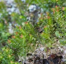 Attēlu rezultāti vaicājumam “Lophozia longidens”