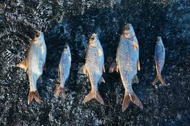 Image result for Rutilus caspicus