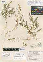 Attēlu rezultāti vaicājumam “Corispermum hyssopifolium”